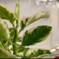 گل معروف به مهره شیطانی