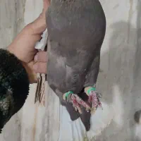 کبوتر|پرنده|شیراز, زیباشهر|دیوار