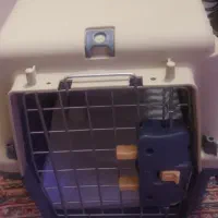 سگ شیتزو سوپر فلت|سگ|اراک, |دیوار