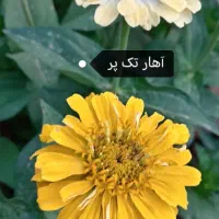 بذرگل|گل و گیاه طبیعی|شنبه و طسوج, |دیوار