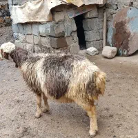 سه راس گوسفند ماده ابستن درجه یک|حیوانات مزرعه|جوانرود, |دیوار