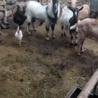 نربزسانان خوشگل