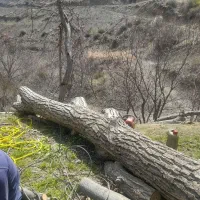 خرید وفروش چوب