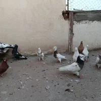 کبوتر رنگی گرفتنی