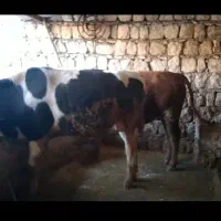 دو عدد گوساله‌ نر