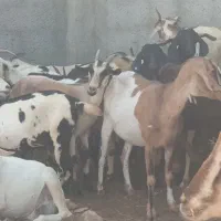 بز کهردار وبز ابسن نزدیک در جم|حیوانات مزرعه|جم, |دیوار