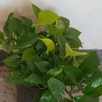 گل اپارتمانی