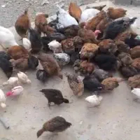 خروس ۲ کیلو به بلا