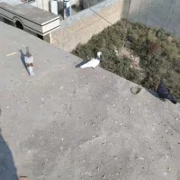 طوقی سبز ابلغ معاوضه طوقی هفرنگ