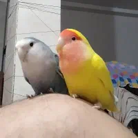 پرنده زینتی|پرنده|بندر دیر, |دیوار