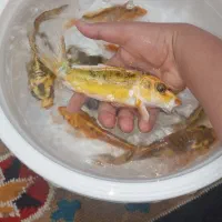 ماهی کوی رنگارنگ و باله بلند آکواریوم