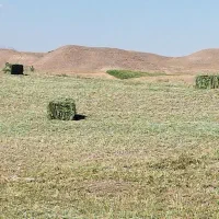 یونجه پر برگ و خالص