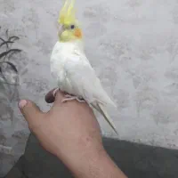 عروس هلندی دستی