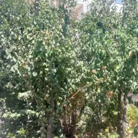 کارگر ماهر جهت گلخانه
