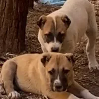 سگ ماده خراسانی|سگ|سمنان, |دیوار