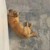 سگ پاکوتاه|سگ|لولمان, |دیوار