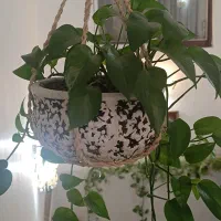 تعدادی گل همراه گلدان(همه با هم ۲/۱۵۰)