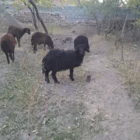 گوسفند بره به قیمت مناسب|حیوانات مزرعه|اسکو, |دیوار