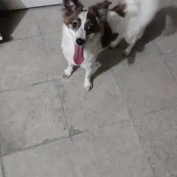 فروش سگ....|سگ|کازرون, |دیوار