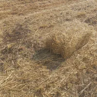خیردار کلش