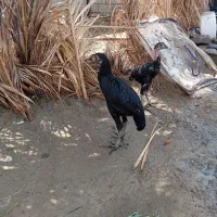 ماده مرغ با سه تا جوجه
