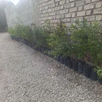 فروش لیمو|خدمات باغبانی و درختکاری|کوه چنار, |دیوار