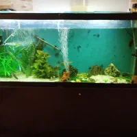 آکواریوم سالم و خیلی تمیز و بزرگ و با میز|ماهی|آستارا, |دیوار