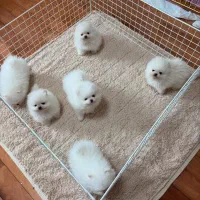 سگ مینی تیکاپ فنجونی %30 off ویژه تا اخر هفته|سگ|اصفهان, شاهد|دیوار