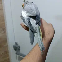 عروس هلندی ماده|پرنده|اهواز, کمپلو شمالی|دیوار