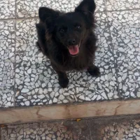 واگذاری سگ پامر اشپیتز روباهی