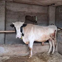 گاو نر