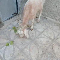 بزجوان|حیوانات مزرعه|سبزوار, عارف|دیوار