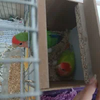 کوتوله جفت کارداده|پرنده|نیشابور, شهرک بسیج|دیوار