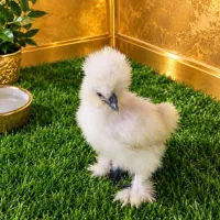 جوجه ابریشمی