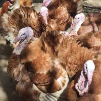 بوقلمون بوربون گوشتی