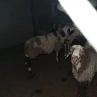 بره قوچ یک ساله پلنگی|حیوانات مزرعه|نهاوند, |دیوار