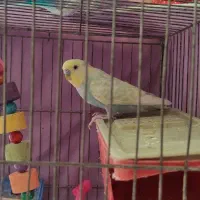 یک جفت مرغ عشق با قفس و تمام وسایل|پرنده|گلبهار, شهر جدید گلبهار|دیوار