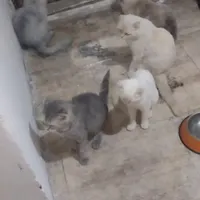 گربه