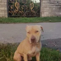 پیتپول|سگ|لنگرود, |دیوار