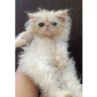 گربه سوپر فلت ماده اصیل