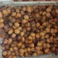 خرما هلیله درجه 1 کیلویی 80هزار تومان|حراج|ایرانشهر, |دیوار