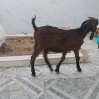 امیدیه پاچکوه گلستان ۶ روبروی قبرستون