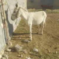 خر نر|حیوانات مزرعه|بهبهان, |دیوار