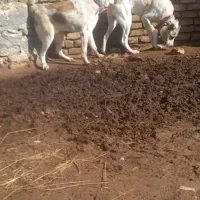 کوچوک گله-سگ-جفتی همقال