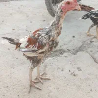 جفت مرغ و  خروس