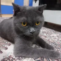 گربه اسکاتیش خاکستری رنگ ماده، با3 بچه گربه|گربه|تهران, آذری|دیوار