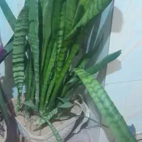 گل طبیعی با گلدان