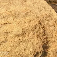 کاه.گندم.دیم