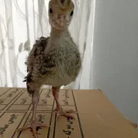 بوقلمون برنز 22 روزه