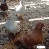 دو جفت میلیمنز